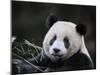 Male Giant Panda Wolong Nature Reserve, China-Eric Baccega-Mounted Photographic Print