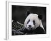 Male Giant Panda Wolong Nature Reserve, China-Eric Baccega-Framed Photographic Print