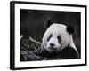 Male Giant Panda Wolong Nature Reserve, China-Eric Baccega-Framed Photographic Print