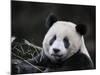 Male Giant Panda Wolong Nature Reserve, China-Eric Baccega-Mounted Photographic Print