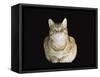 Male Ginger Domestic Cat Looking Smug, UK-Jane Burton-Framed Stretched Canvas