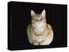 Male Ginger Domestic Cat Looking Smug, UK-Jane Burton-Stretched Canvas
