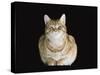 Male Ginger Domestic Cat Looking Smug, UK-Jane Burton-Stretched Canvas