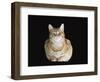 Male Ginger Domestic Cat Looking Smug, UK-Jane Burton-Framed Premium Photographic Print