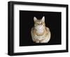 Male Ginger Domestic Cat Looking Smug, UK-Jane Burton-Framed Premium Photographic Print