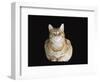 Male Ginger Domestic Cat Looking Smug, UK-Jane Burton-Framed Premium Photographic Print