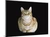 Male Ginger Domestic Cat Looking Smug, UK-Jane Burton-Mounted Premium Photographic Print