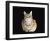 Male Ginger Domestic Cat Looking Smug, UK-Jane Burton-Framed Photographic Print