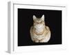 Male Ginger Domestic Cat Looking Smug, UK-Jane Burton-Framed Photographic Print