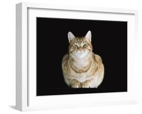 Male Ginger Domestic Cat Looking Smug, UK-Jane Burton-Framed Photographic Print