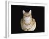 Male Ginger Domestic Cat Looking Smug, UK-Jane Burton-Framed Photographic Print