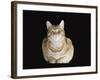 Male Ginger Domestic Cat Looking Smug, UK-Jane Burton-Framed Photographic Print