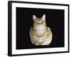 Male Ginger Domestic Cat Looking Smug, UK-Jane Burton-Framed Photographic Print