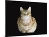 Male Ginger Domestic Cat Looking Smug, UK-Jane Burton-Mounted Photographic Print