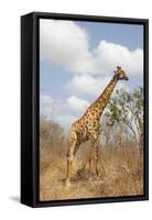 Male Giraffe Grazing in the Bush-Joggie Botma-Framed Stretched Canvas