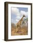 Male Giraffe Grazing in the Bush-Joggie Botma-Framed Photographic Print