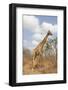 Male Giraffe Grazing in the Bush-Joggie Botma-Framed Photographic Print