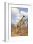 Male Giraffe Grazing in the Bush-Joggie Botma-Framed Photographic Print