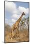 Male Giraffe Grazing in the Bush-Joggie Botma-Mounted Photographic Print