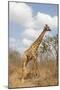 Male Giraffe Grazing in the Bush-Joggie Botma-Mounted Photographic Print