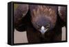 Male Golden Eagle-W. Perry Conway-Framed Stretched Canvas