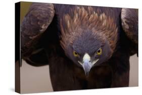 Male Golden Eagle-W. Perry Conway-Stretched Canvas