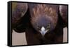 Male Golden Eagle-W. Perry Conway-Framed Stretched Canvas