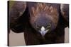 Male Golden Eagle-W. Perry Conway-Stretched Canvas