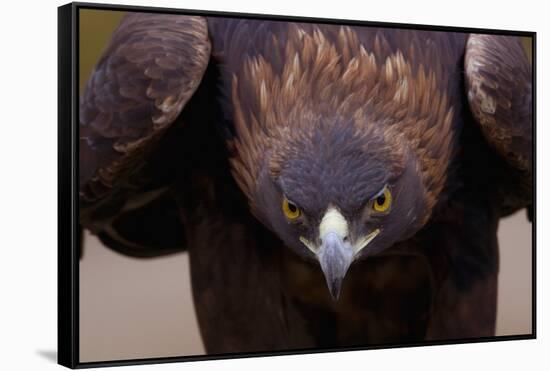 Male Golden Eagle-W. Perry Conway-Framed Stretched Canvas