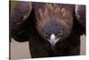 Male Golden Eagle-W. Perry Conway-Stretched Canvas