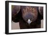 Male Golden Eagle-W. Perry Conway-Framed Photographic Print