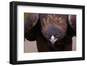 Male Golden Eagle-W. Perry Conway-Framed Photographic Print