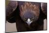 Male Golden Eagle-W. Perry Conway-Mounted Photographic Print