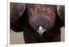 Male Golden Eagle-W. Perry Conway-Framed Photographic Print