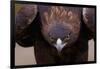 Male Golden Eagle-W. Perry Conway-Framed Photographic Print