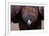 Male Golden Eagle-W. Perry Conway-Framed Photographic Print