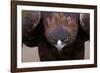 Male Golden Eagle-W. Perry Conway-Framed Photographic Print