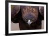 Male Golden Eagle-W. Perry Conway-Framed Photographic Print