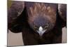 Male Golden Eagle-W. Perry Conway-Mounted Photographic Print