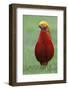 Male Golden Pheasant standing on grass in display plumage. Kew Gardens, England, UK-Andy Trowbridge-Framed Photographic Print