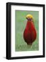 Male Golden Pheasant standing on grass in display plumage. Kew Gardens, England, UK-Andy Trowbridge-Framed Photographic Print