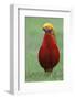 Male Golden Pheasant standing on grass in display plumage. Kew Gardens, England, UK-Andy Trowbridge-Framed Photographic Print