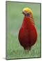 Male Golden Pheasant standing on grass in display plumage. Kew Gardens, England, UK-Andy Trowbridge-Mounted Photographic Print