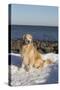 Male Golden Retriever Sitting on Snow at Rock Long Island Sound Beach, Madison-Lynn M^ Stone-Stretched Canvas