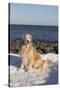 Male Golden Retriever Sitting on Snow at Rock Long Island Sound Beach, Madison-Lynn M^ Stone-Stretched Canvas