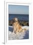 Male Golden Retriever Sitting on Snow at Rock Long Island Sound Beach, Madison-Lynn M^ Stone-Framed Premium Photographic Print