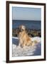 Male Golden Retriever Sitting on Snow at Rock Long Island Sound Beach, Madison-Lynn M^ Stone-Framed Premium Photographic Print