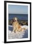 Male Golden Retriever Sitting on Snow at Rock Long Island Sound Beach, Madison-Lynn M^ Stone-Framed Premium Photographic Print