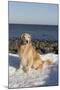 Male Golden Retriever Sitting on Snow at Rock Long Island Sound Beach, Madison-Lynn M^ Stone-Mounted Premium Photographic Print