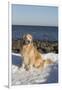 Male Golden Retriever Sitting on Snow at Rock Long Island Sound Beach, Madison-Lynn M^ Stone-Framed Premium Photographic Print